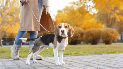Woman walking her cute Beagle dog in park on autumn day