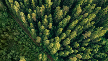 Ett flygfoto över en barrskog taget i solnedgången.