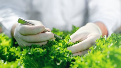 En ingenjör i ett livsmedelslabb tar prover med pincett på ett salladsblad